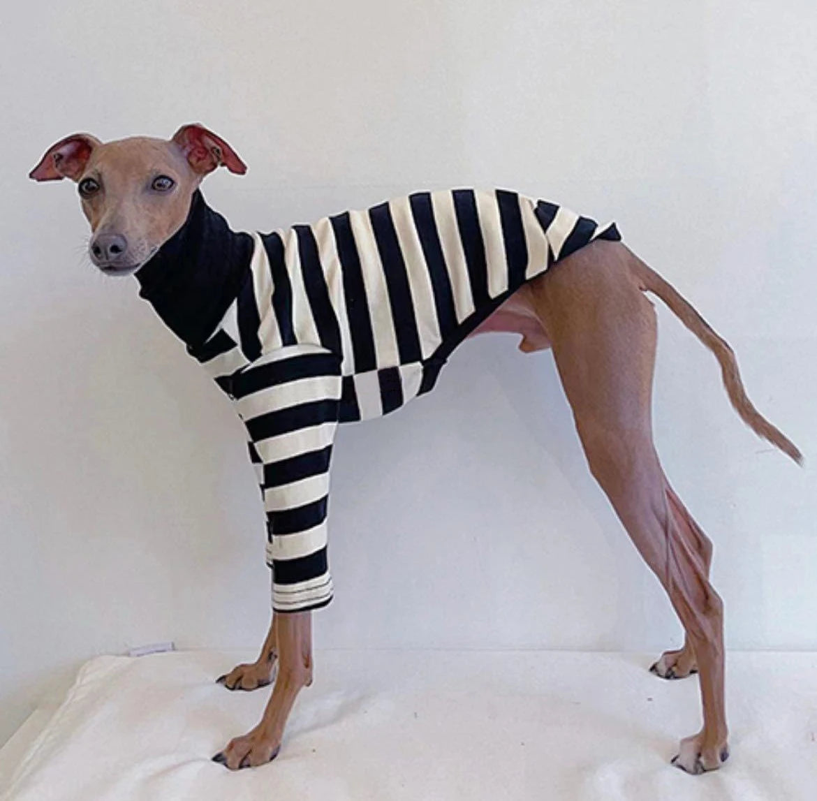 Stylish Black & White Striped Dog Shirt - Perfect for Spring & Summer